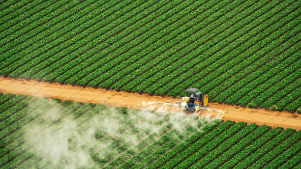 Professional Pest Control in Rector, AR