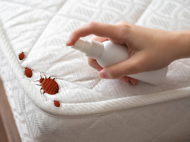 Best Bed Bug Extermination  in Rector, AR